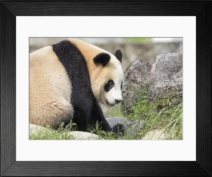 Framed Print : Picture No. 11676694 Framed Print : Picture No. 11676694