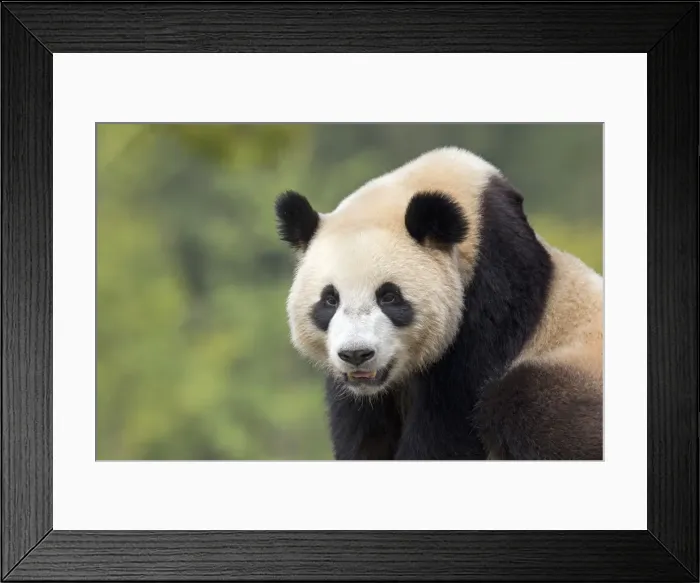 Framed Print : Picture No. 11676696 Framed Print : Picture No. 11676696