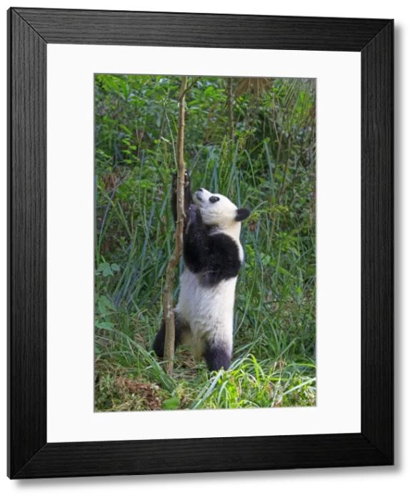 Framed Print : Picture No. 11676699 Framed Print : Picture No. 11676699
