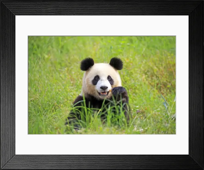 Framed Print : Picture No. 11676701 Framed Print : Picture No. 11676701