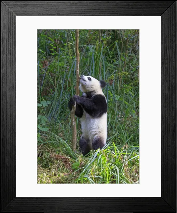 Framed Print : Picture No. 11676698 Framed Print : Picture No. 11676698