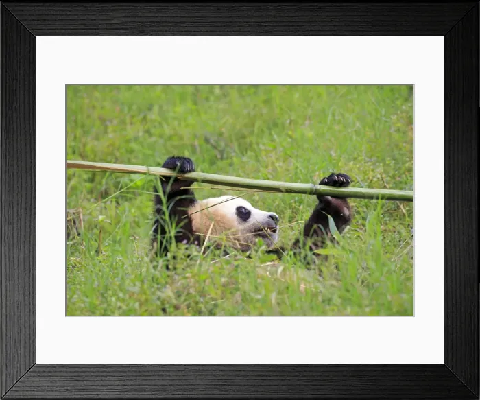 Framed Print : Picture No. 11676704 Framed Print : Picture No. 11676704