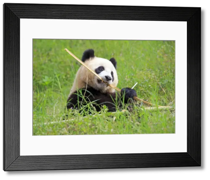 Framed Print : Picture No. 11676705 Framed Print : Picture No. 11676705