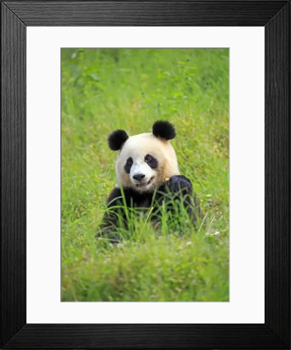 Framed Print : Picture No. 11676702 Framed Print : Picture No. 11676702