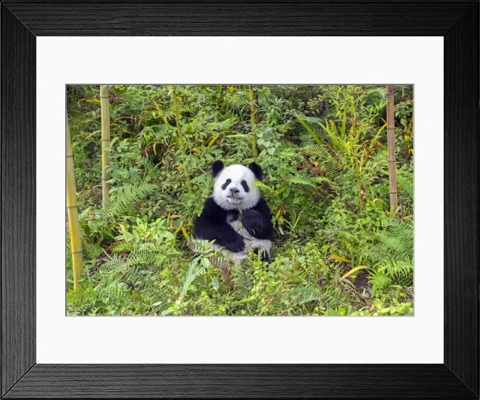 Framed Print : Picture No. 11676708 Framed Print : Picture No. 11676708