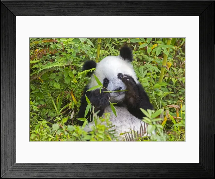 Framed Print : Picture No. 11676710 Framed Print : Picture No. 11676710