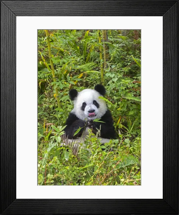 Framed Print : Picture No. 11676712 Framed Print : Picture No. 11676712