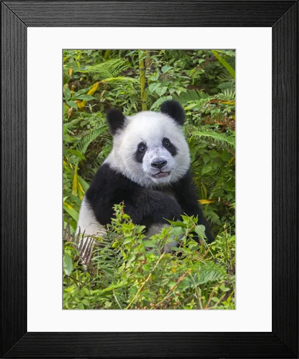 Framed Print : Picture No. 11676713 Framed Print : Picture No. 11676713