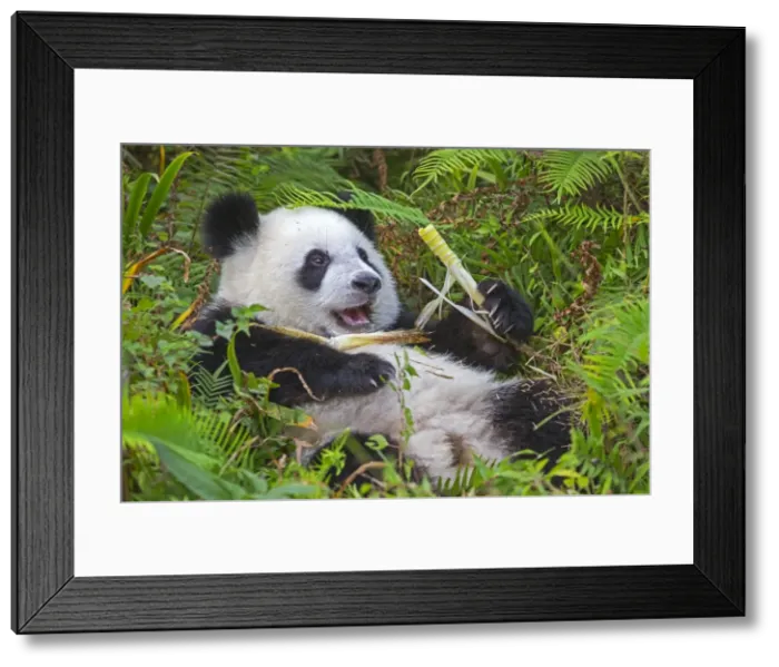 Framed Print : Picture No. 11676715 Framed Print : Picture No. 11676715