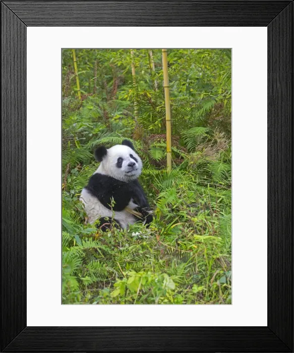 Framed Print : Picture No. 11676716 Framed Print : Picture No. 11676716