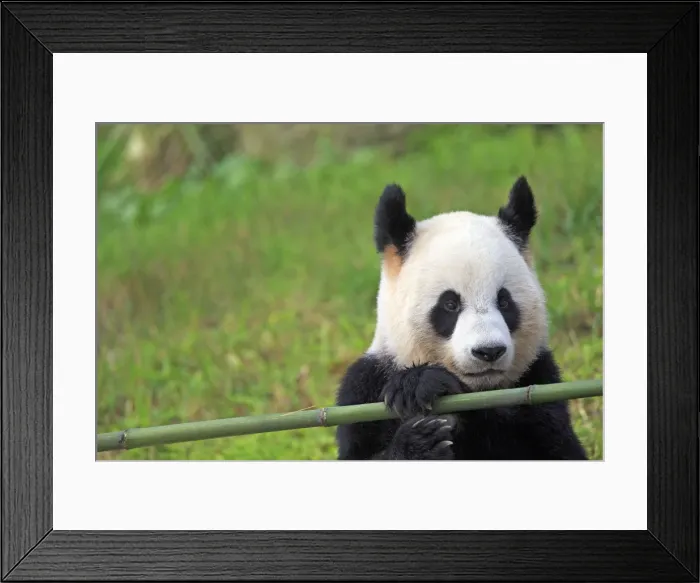 Framed Print : Picture No. 11676717 Framed Print : Picture No. 11676717
