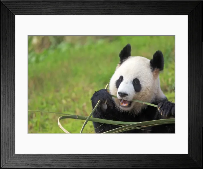 Framed Print : Picture No. 11676718 Framed Print : Picture No. 11676718