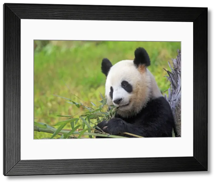 Framed Print : Picture No. 11676719 Framed Print : Picture No. 11676719