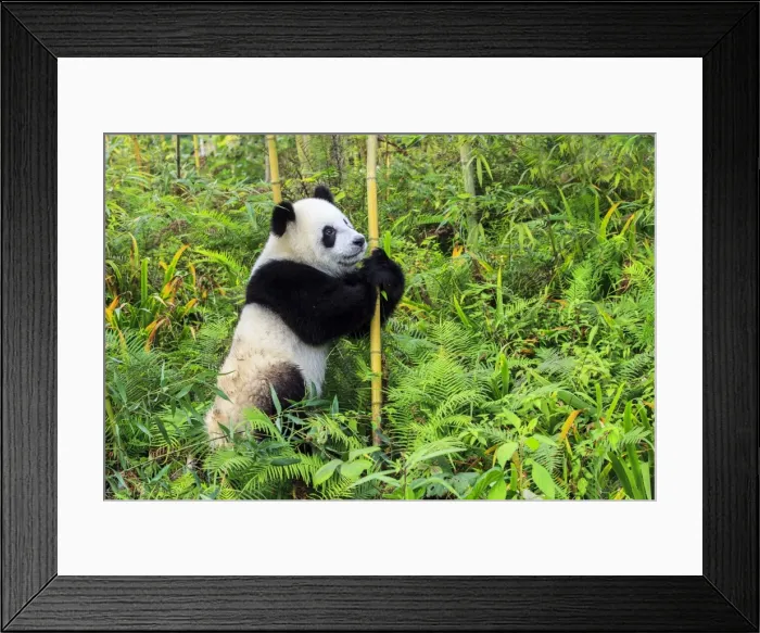 Framed Print : Picture No. 11676720 Framed Print : Picture No. 11676720