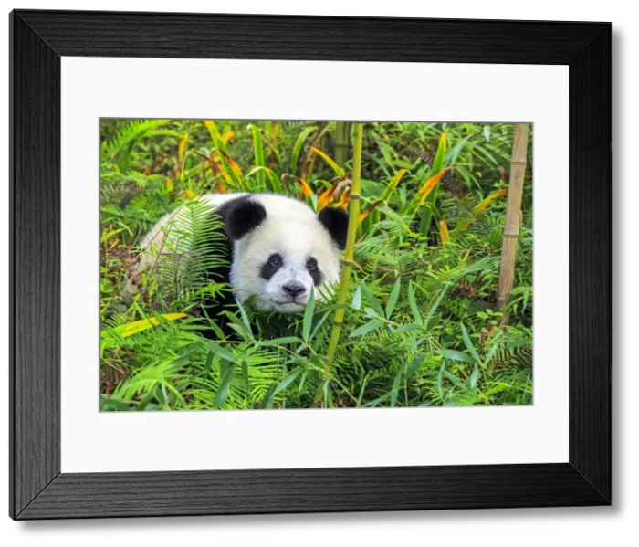 Framed Print : Picture No. 11676723 Framed Print : Picture No. 11676723