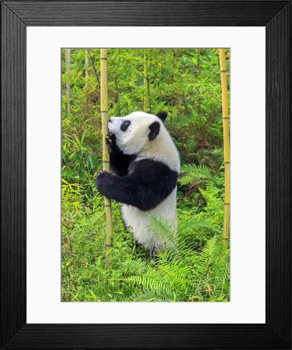 Framed Print : Picture No. 11676724 Framed Print : Picture No. 11676724