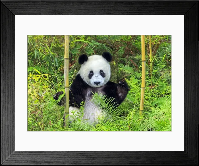 Framed Print : Picture No. 11676725 Framed Print : Picture No. 11676725