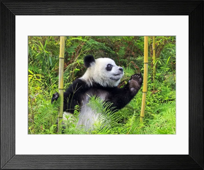 Framed Print : Picture No. 11676726 Framed Print : Picture No. 11676726