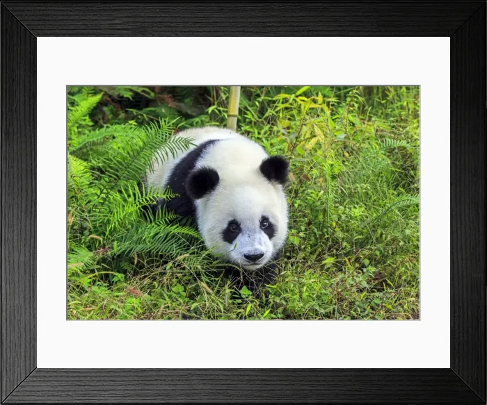 Framed Print : Picture No. 11676728 Framed Print : Picture No. 11676728