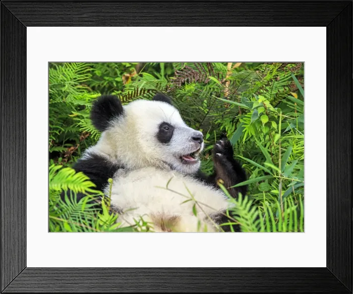 Framed Print : Picture No. 11676729 Framed Print : Picture No. 11676729