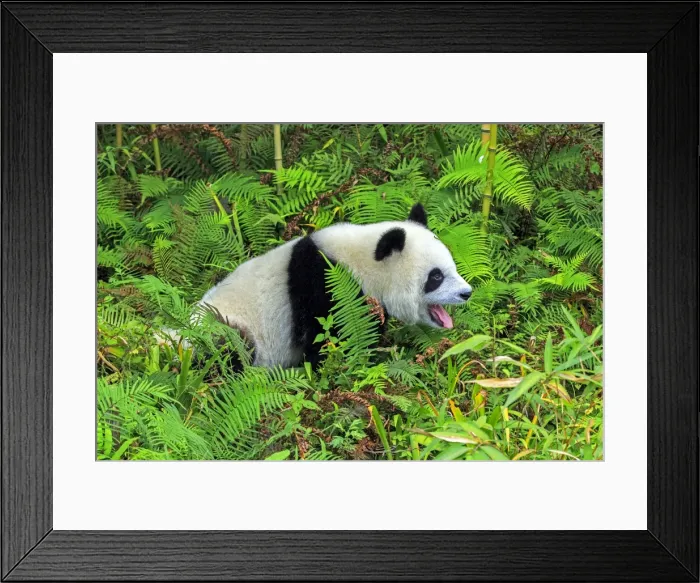 Framed Print : Picture No. 11676731 Framed Print : Picture No. 11676731