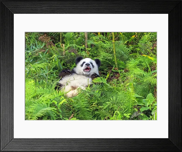 Framed Print : Picture No. 11676730