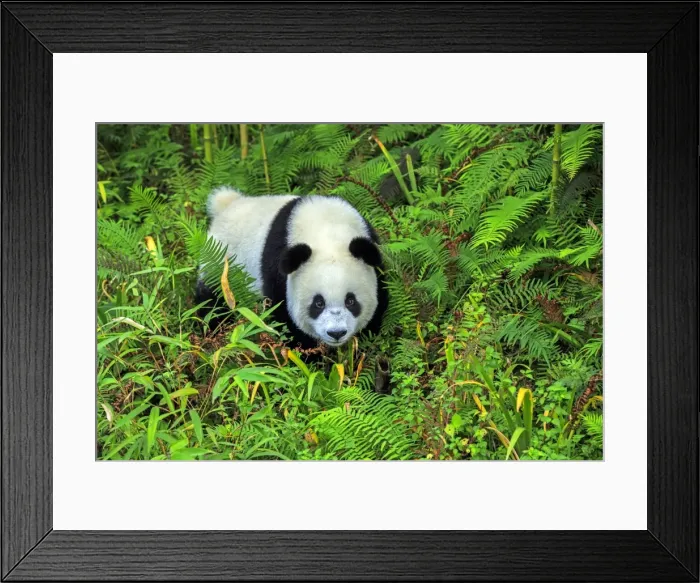 Framed Print : Picture No. 11676732 Framed Print : Picture No. 11676732