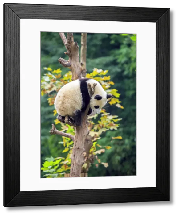 Framed Print : Picture No. 11676734 Framed Print : Picture No. 11676734