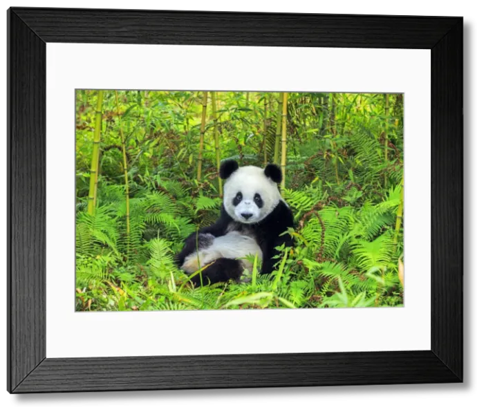 Framed Print : Picture No. 11676733 Framed Print : Picture No. 11676733