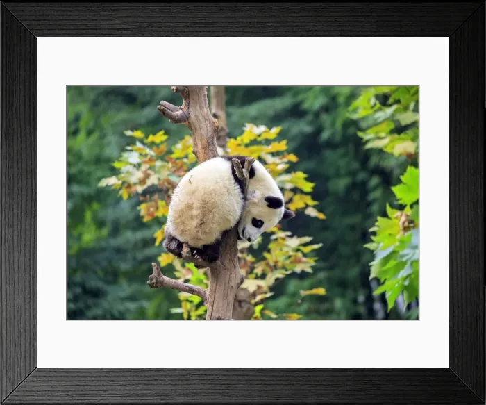 Framed Print : Picture No. 11676735 Framed Print : Picture No. 11676735