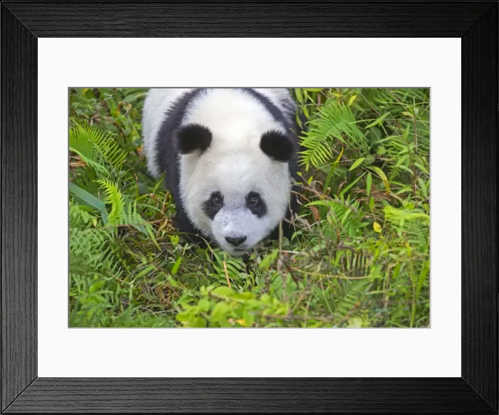 Framed Print : Picture No. 11676736 Framed Print : Picture No. 11676736