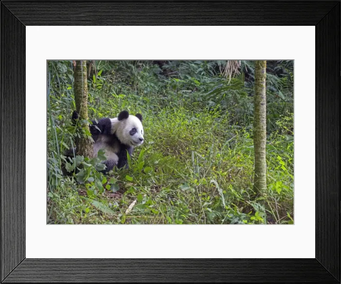 Framed Print : Picture No. 11676738 Framed Print : Picture No. 11676738