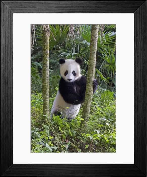 Framed Print : Picture No. 11676739 Framed Print : Picture No. 11676739