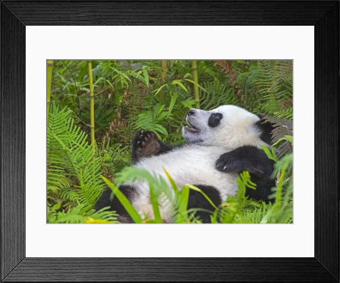 Framed Print : Picture No. 11676737 Framed Print : Picture No. 11676737