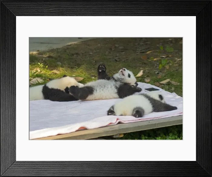 Framed Print : Picture No. 11676741 Framed Print : Picture No. 11676741
