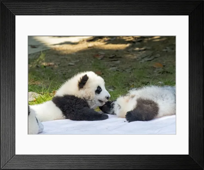 Framed Print : Picture No. 11676742 Framed Print : Picture No. 11676742