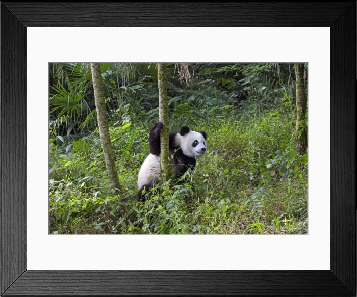 Framed Print : Picture No. 11676740 Framed Print : Picture No. 11676740