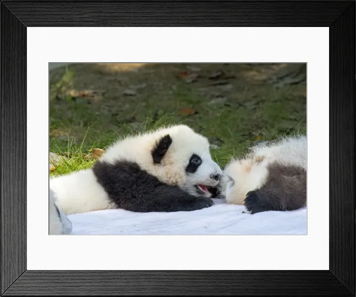 Framed Print : Picture No. 11676743 Framed Print : Picture No. 11676743
