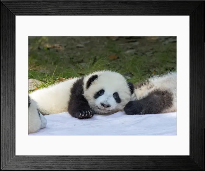 Framed Print : Picture No. 11676744 Framed Print : Picture No. 11676744