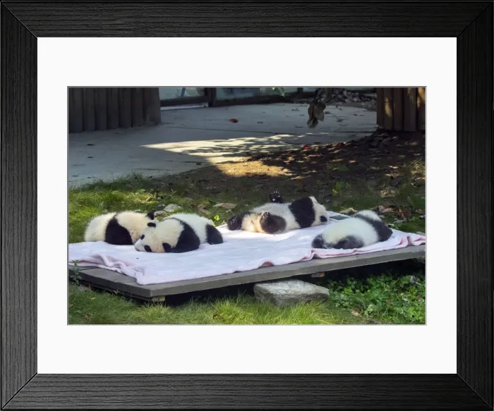 Framed Print : Picture No. 11676746 Framed Print : Picture No. 11676746