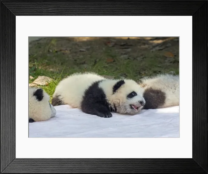 Framed Print : Picture No. 11676745 Framed Print : Picture No. 11676745