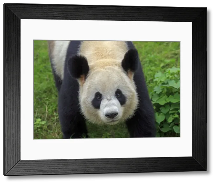 Framed Print : Picture No. 11676747 Framed Print : Picture No. 11676747