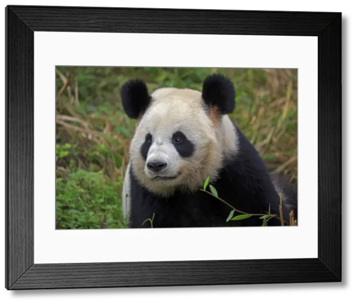 Framed Print : Picture No. 11676748 Framed Print : Picture No. 11676748