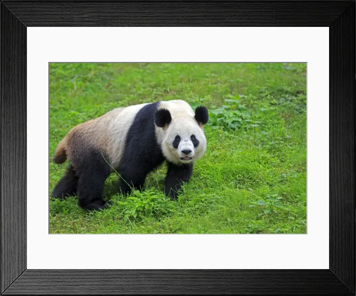 Framed Print : Picture No. 11676749 Framed Print : Picture No. 11676749