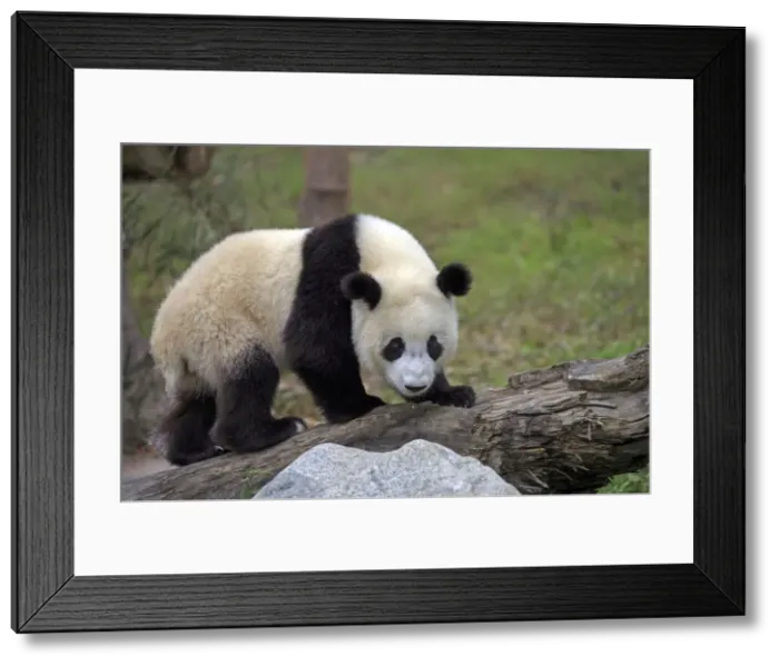 Framed Print : Picture No. 11676750 Framed Print : Picture No. 11676750