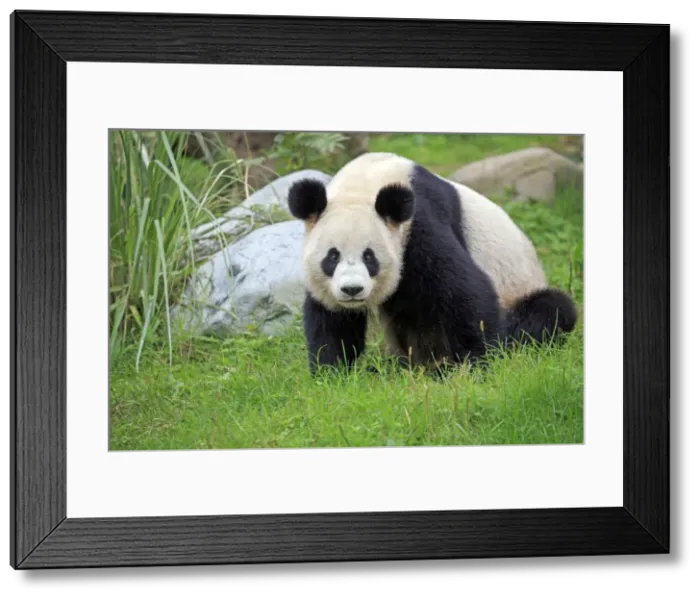 Framed Print : Picture No. 11676751 Framed Print : Picture No. 11676751