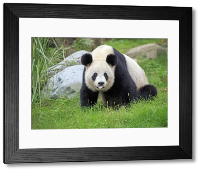 Framed Print : Picture No. 11676752