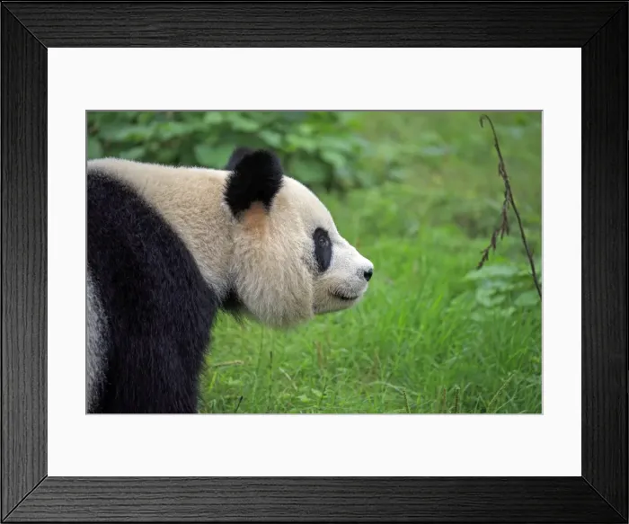 Framed Print : Picture No. 11676753 Framed Print : Picture No. 11676753