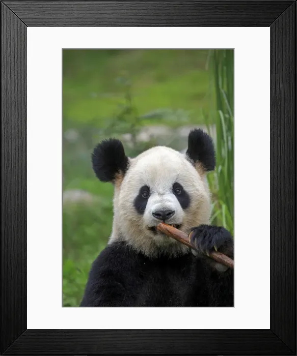 Framed Print : Picture No. 11676754 Framed Print : Picture No. 11676754