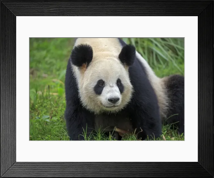 Framed Print : Picture No. 11676756 Framed Print : Picture No. 11676756